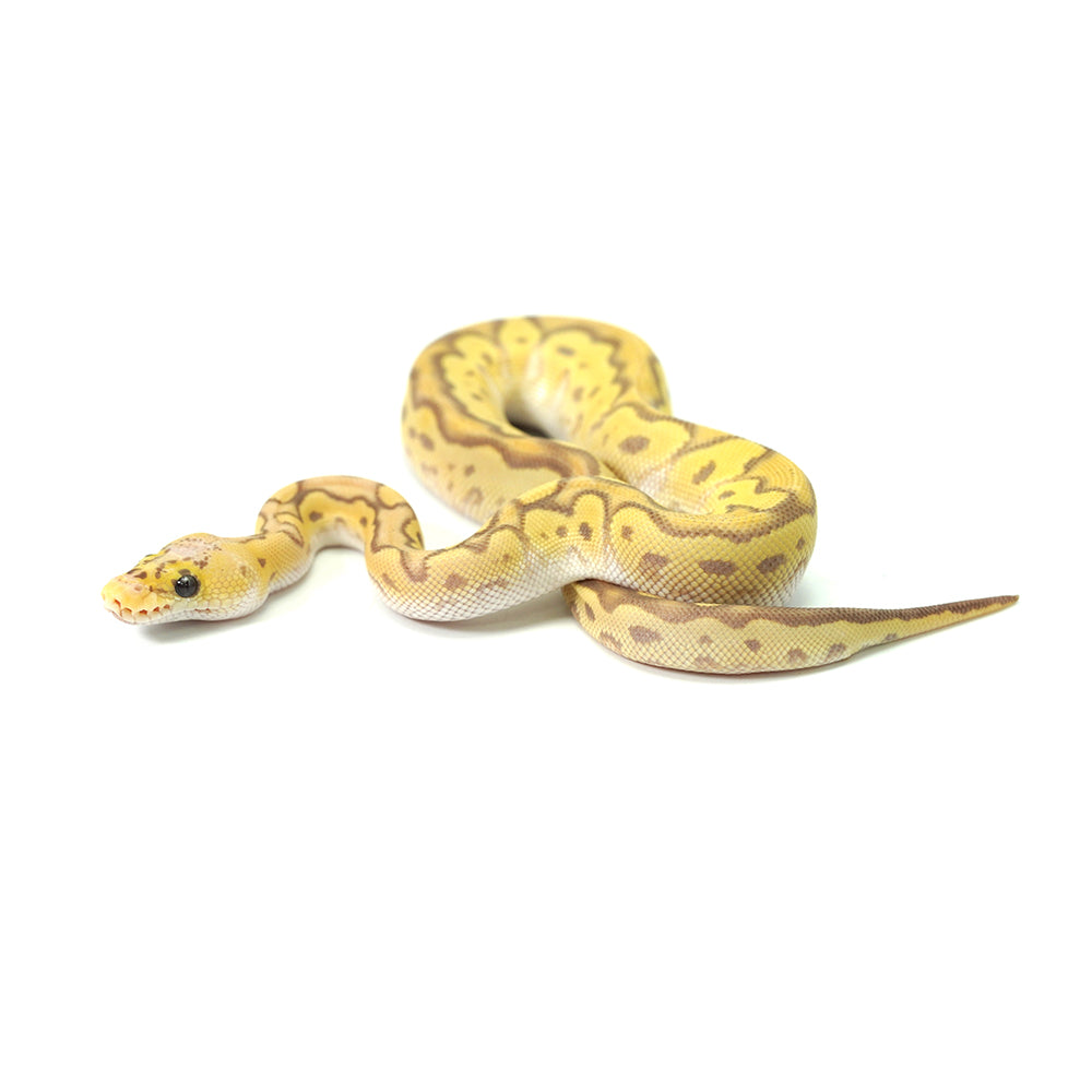 Banana Clown Pastel Ball Python