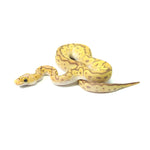 Banana Clown Pastel Ball Python