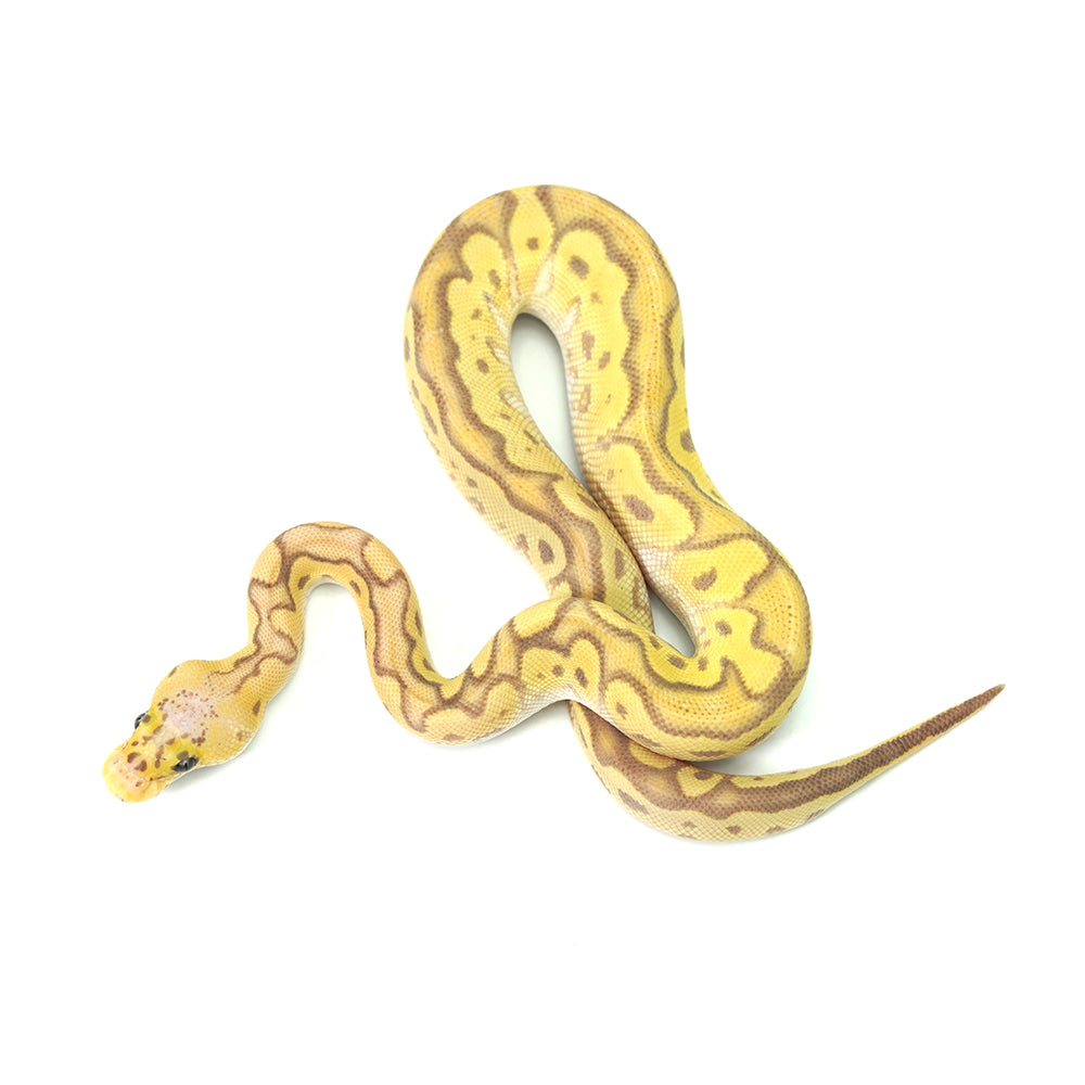 Banana Clown Pastel Ball Python