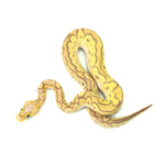 Banana Clown Pastel Ball Python