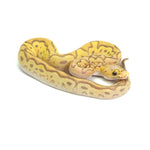 Banana Clown Pastel Ball Python