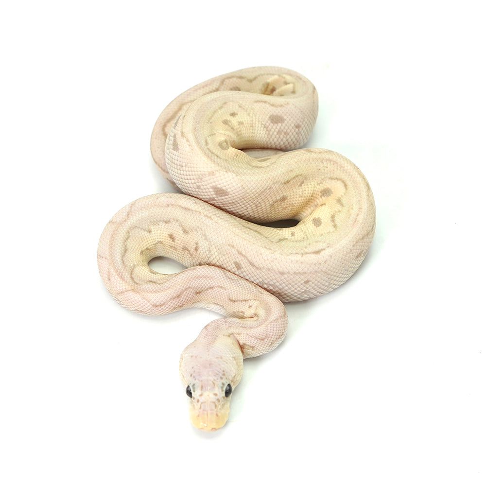 Banana Clown Pewter Ball Python