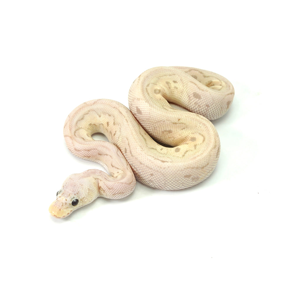 Banana Clown Pewter Ball Python