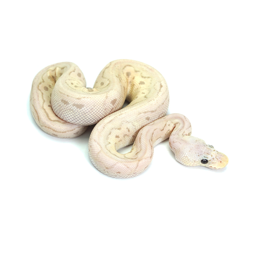 Banana Clown Pewter Ball Python