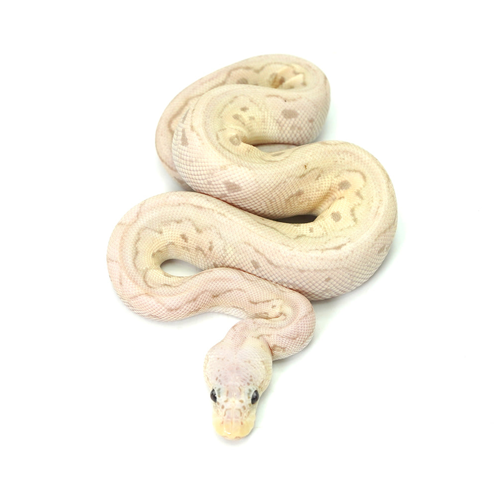 Banana Clown Pewter Ball Python