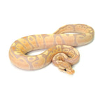 Banana Fire Ball Python