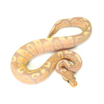 Banana Fire Ball Python