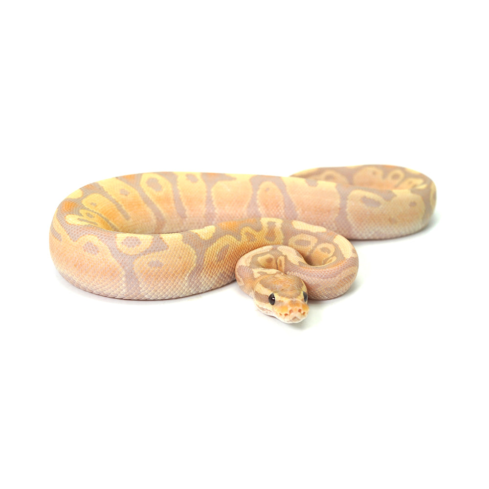 Banana Fire Ball Python
