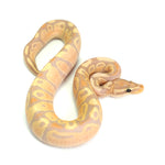 Banana Fire Ball Python