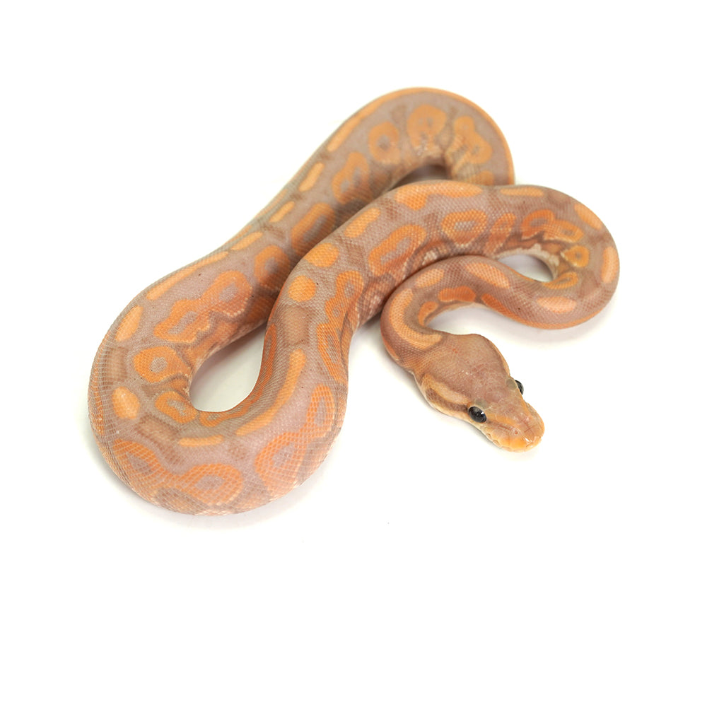 Banana Cinnamon Ball Python