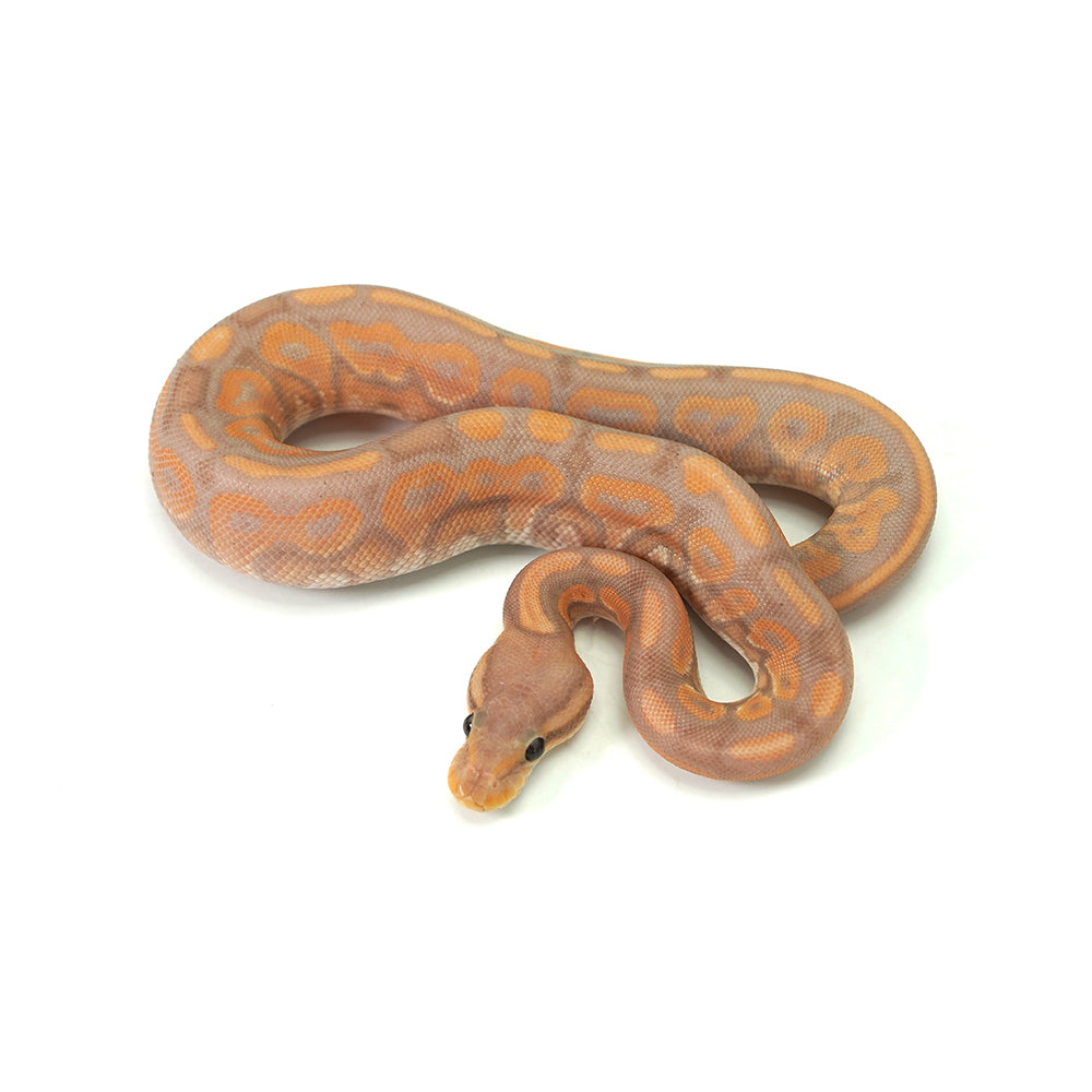 Banana Cinnamon Ball Python