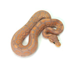 Banana Cinnamon Ball Python