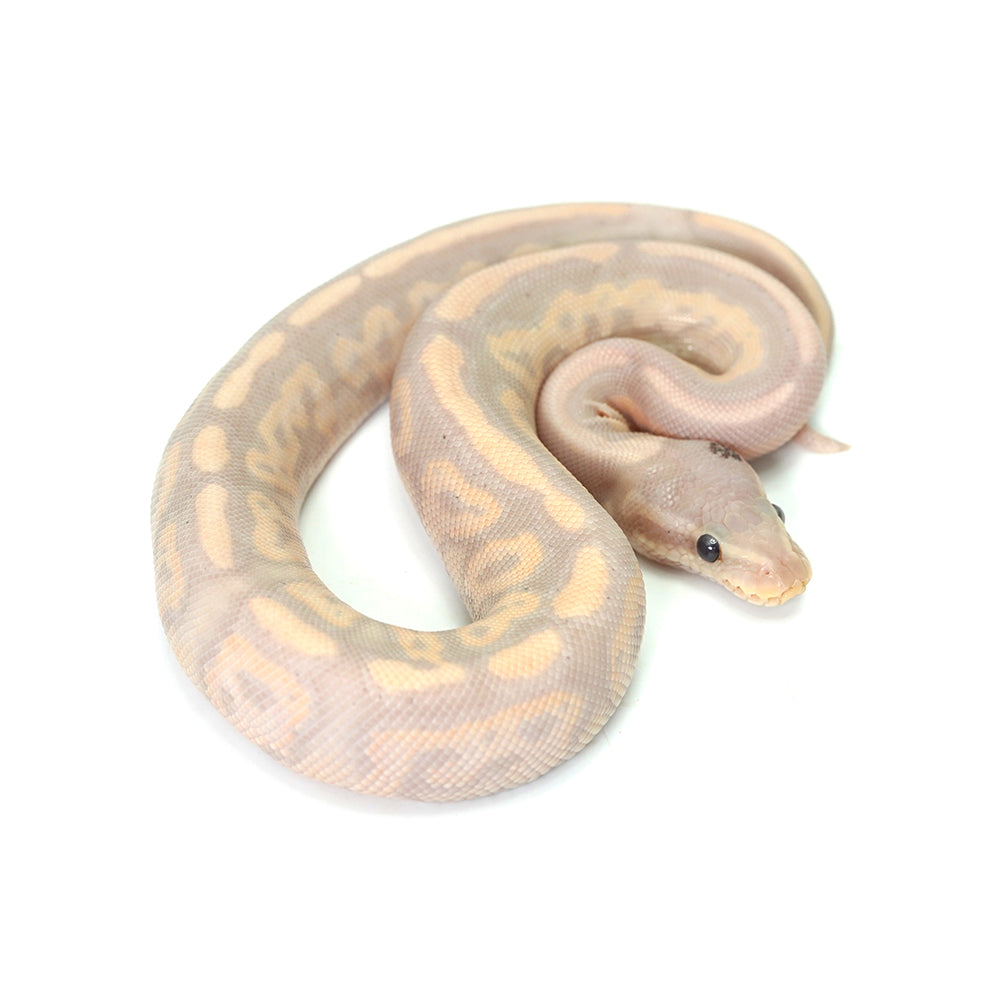 Banana Cinnamon Fire Ball Python