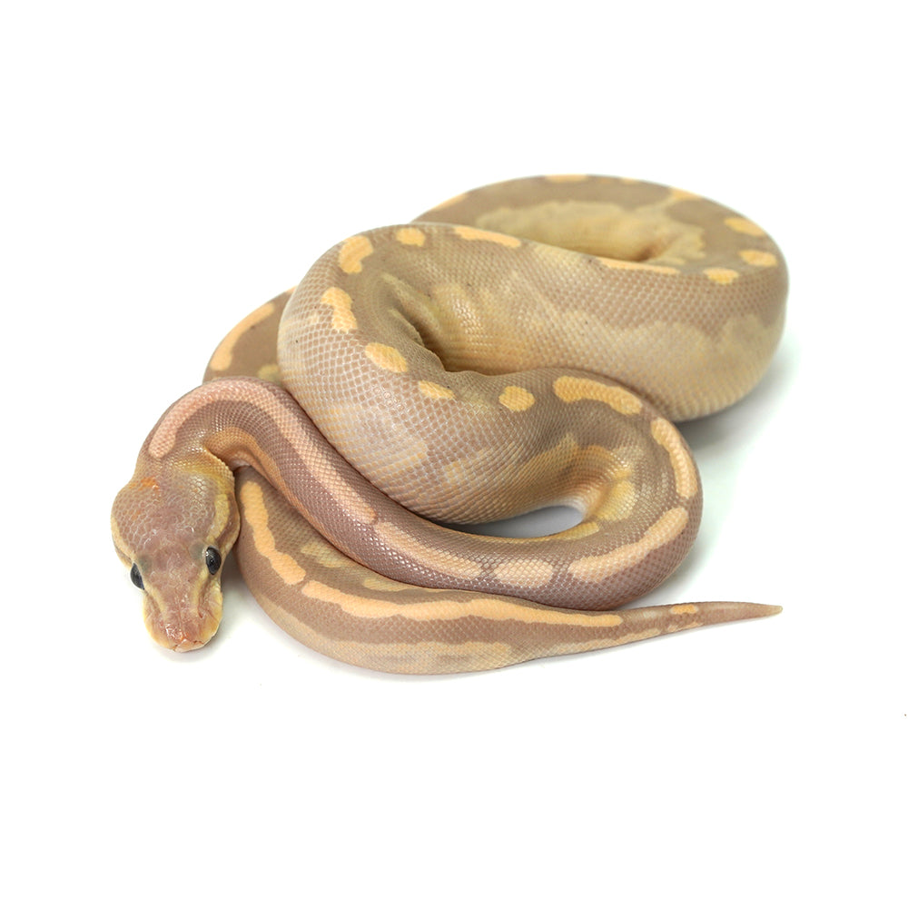 Banana GHI Cinnamon Ball Python