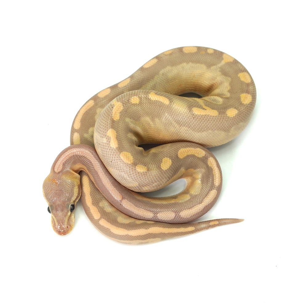 Banana GHI Cinnamon Ball Python