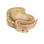 Banana GHI Cinnamon Ball Python
