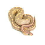Banana GHI Cinnamon Ball Python