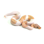 Banana Pied (HW) Ball Python