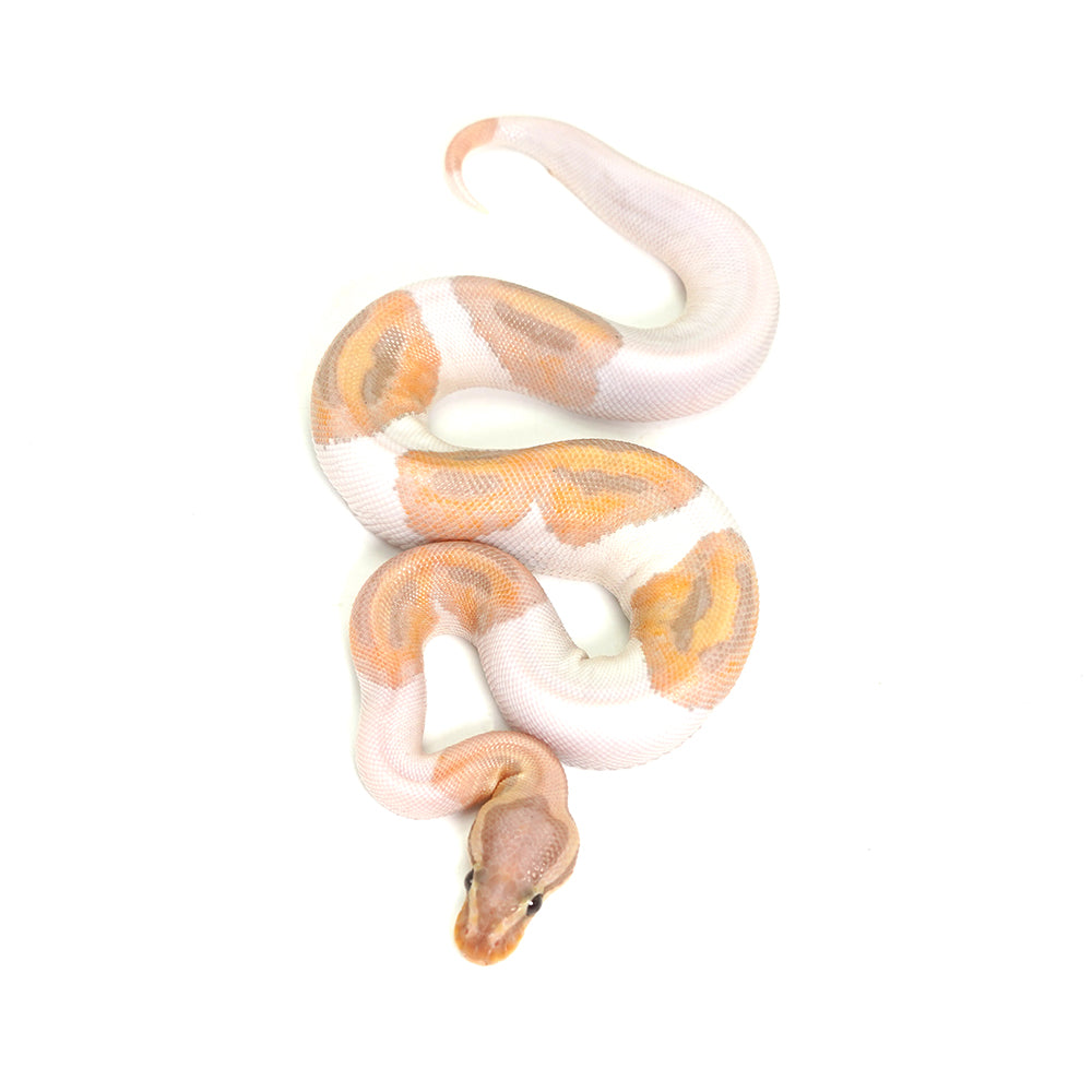 Banana Pied (HW) Ball Python