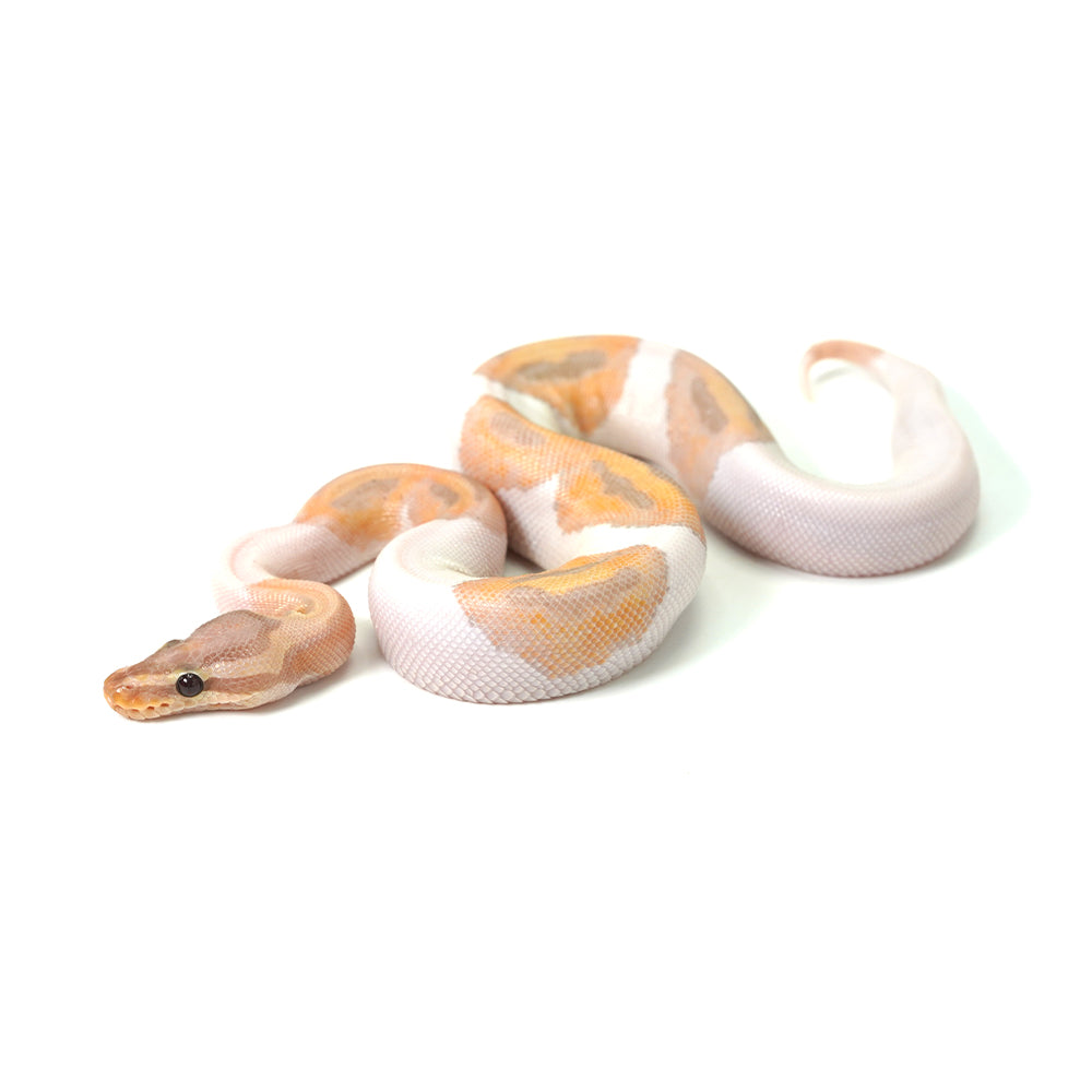 Banana Pied (HW) Ball Python