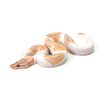 Banana Pied (HW) Ball Python