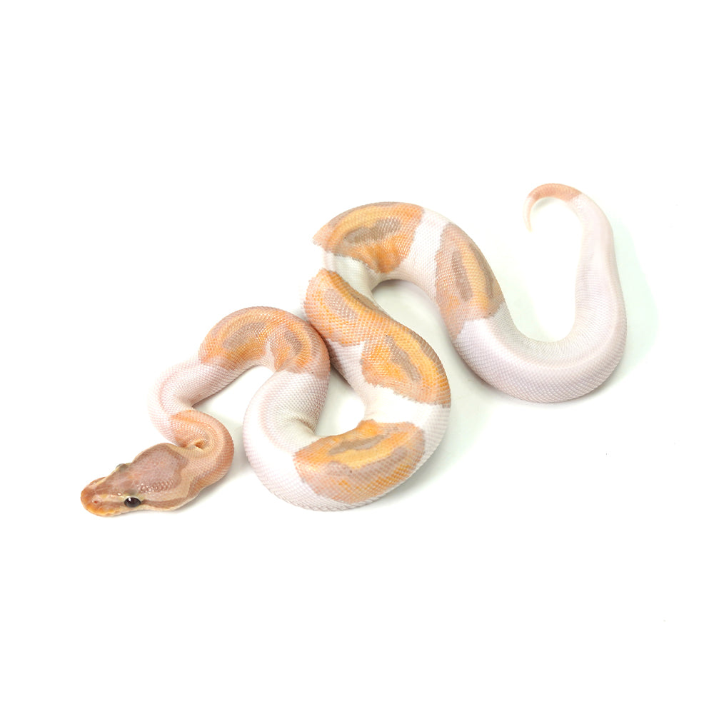 Banana Pied (HW) Ball Python