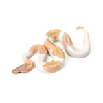 Banana Pied (HW) Ball Python