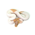 Banana Pied (HW) Ball Python