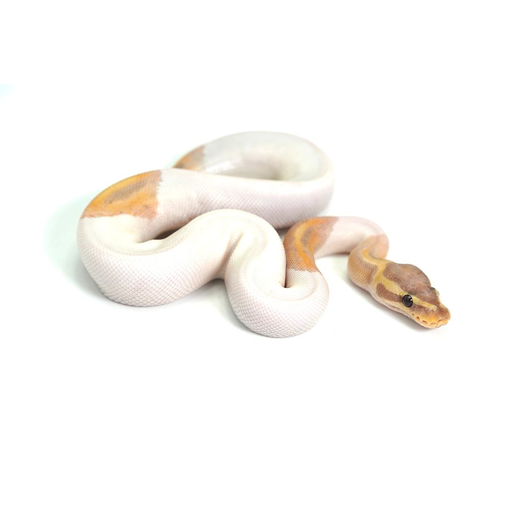 Banana Pied (HW) Ball Python