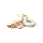 Banana Pied (HW) Ball Python