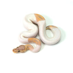 Banana Pied (HW) Ball Python