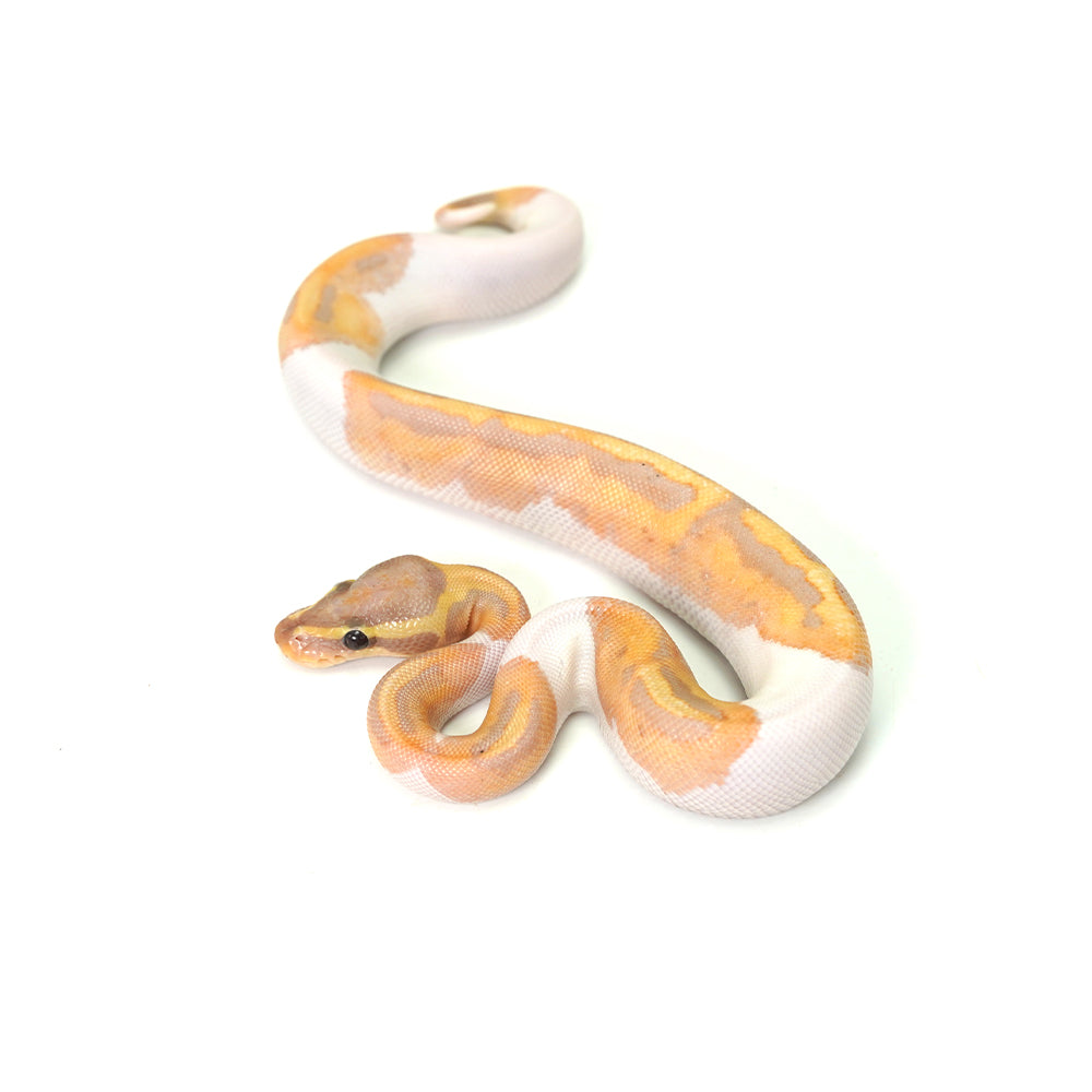 Banana Pied (MW) Ball Python