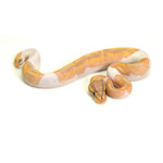 Banana Pied (MW) Ball Python