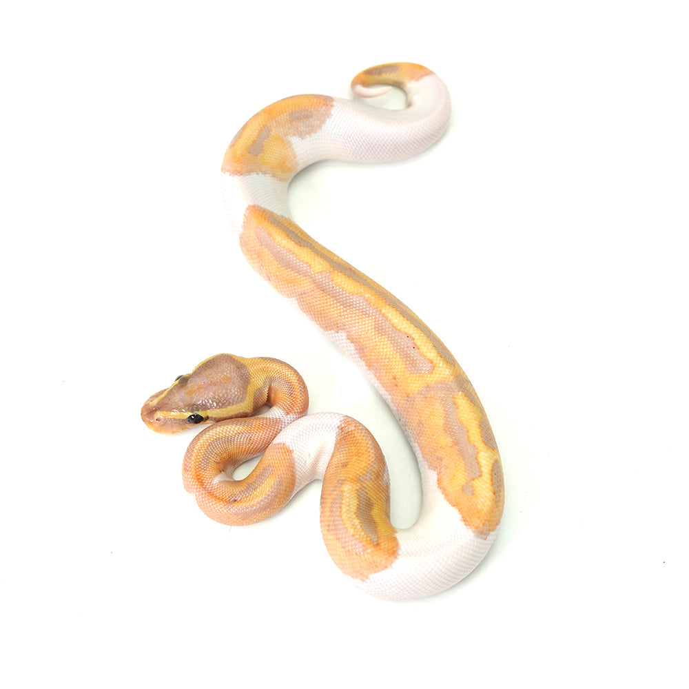 Banana Pied (MW) Ball Python