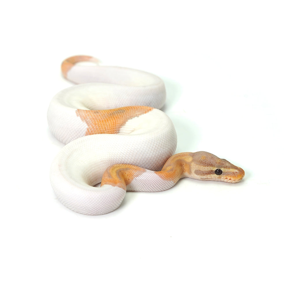 Banana Pied (MW) Ball Python