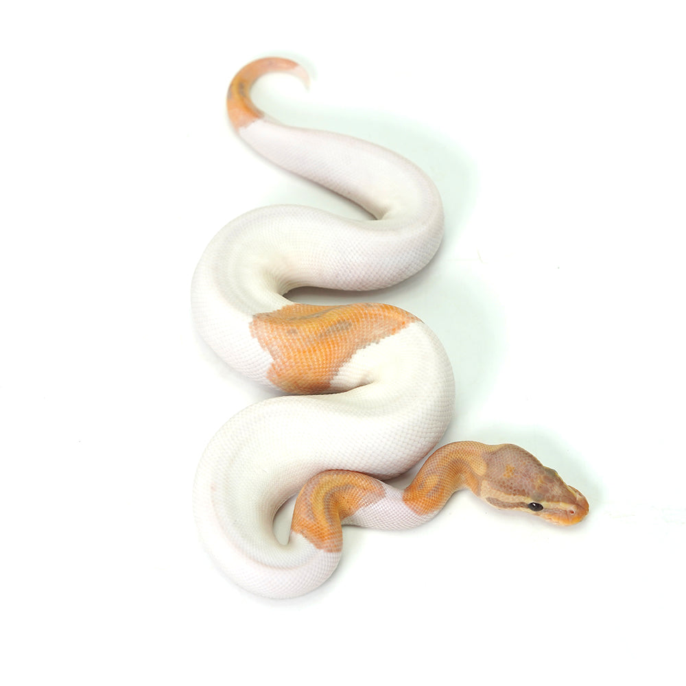 Banana Pied (MW) Ball Python