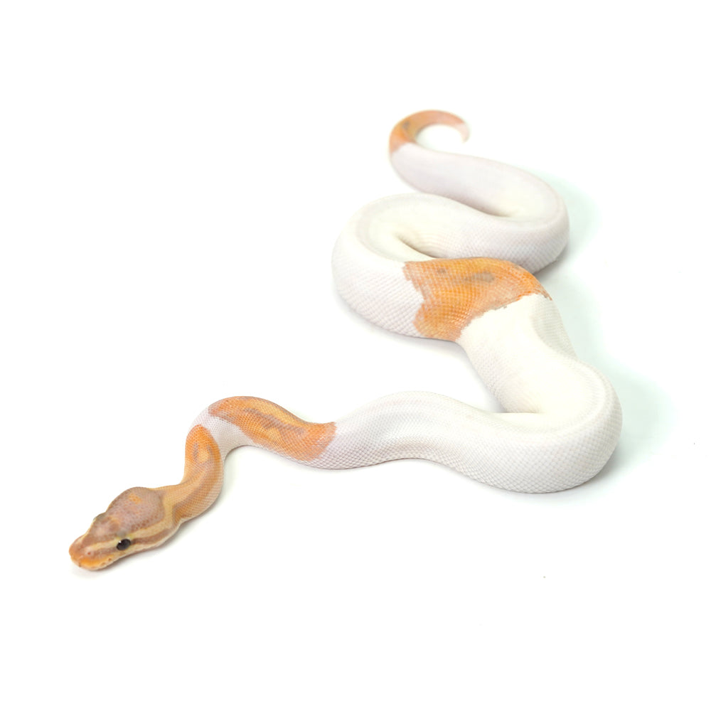 Banana Pied (MW) Ball Python