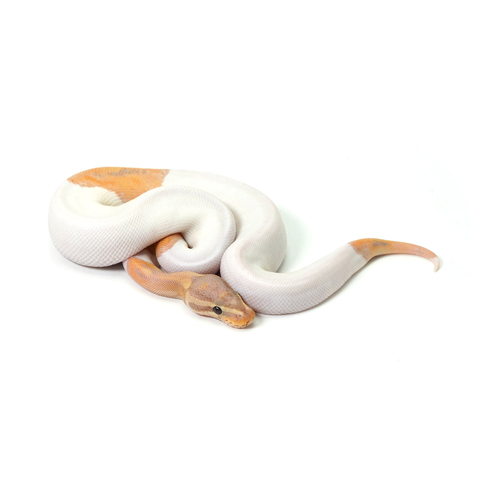Banana Pied (MW) Ball Python