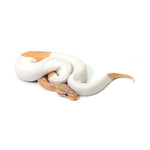 Banana Pied (MW) Ball Python