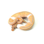 Banana Pied (MW) Ball Python