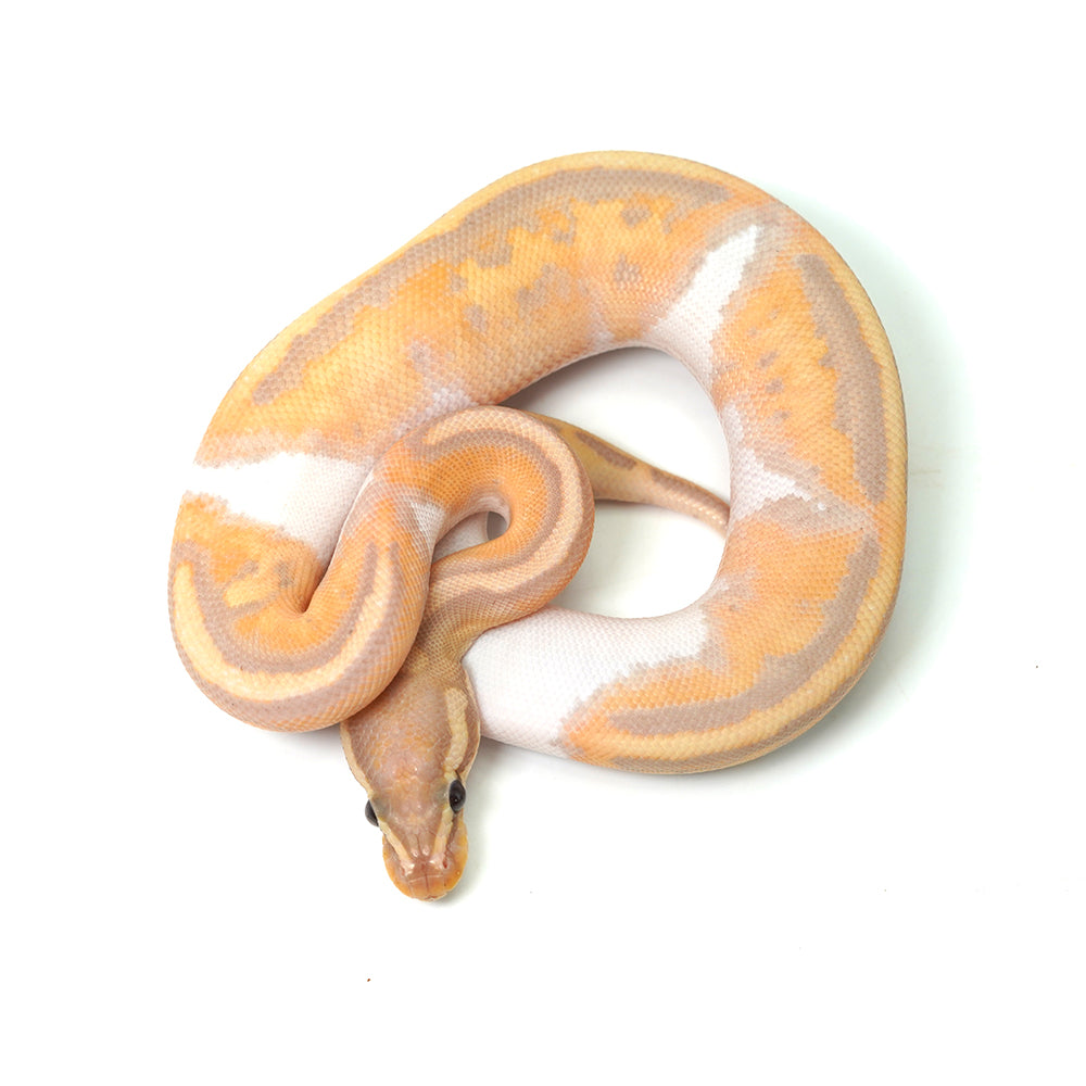 Banana Pied (MW) Ball Python