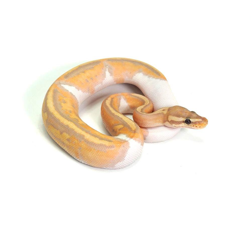 Banana Pied (MW) Ball Python