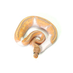 Banana Pied (MW) Ball Python