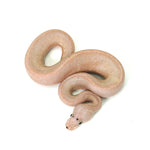 Banana Suma Ball Python