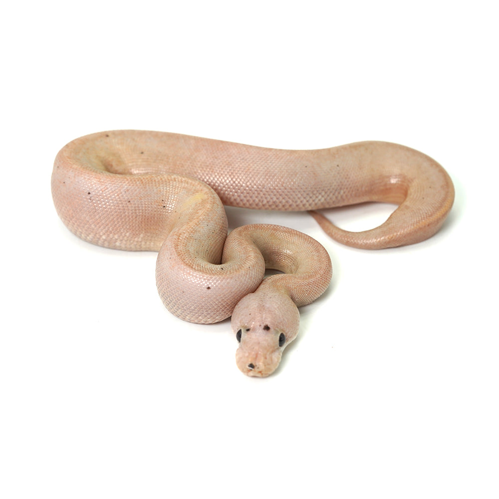 Banana Suma Ball Python
