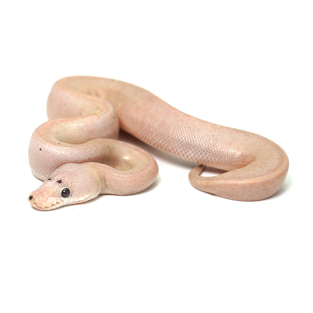 Banana Suma Ball Python