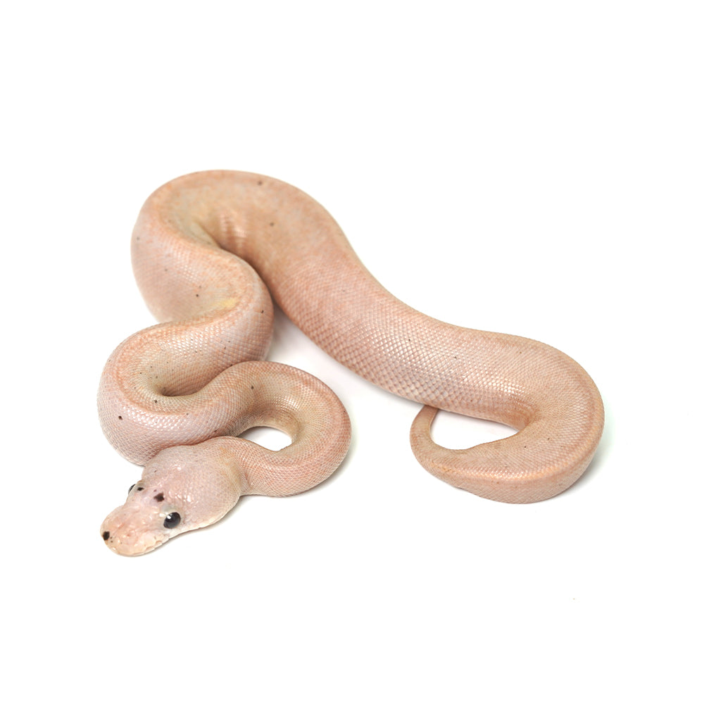 Banana Suma Ball Python