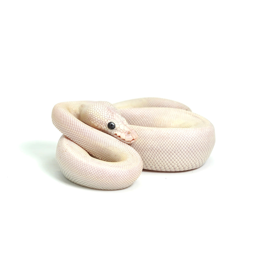 Blue Eye Leucistic Ball Python