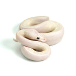 Blue Eye Leucistic Ball Python