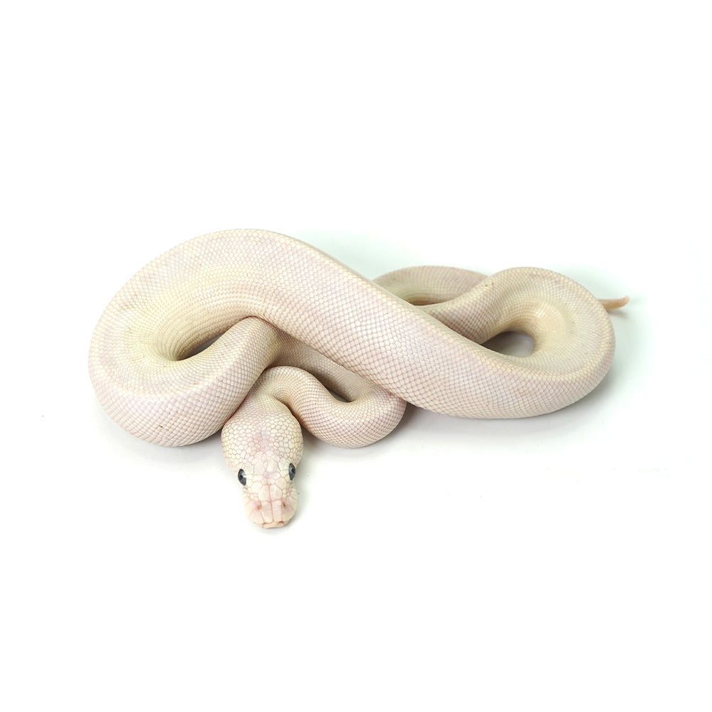 Blue Eye Leucistic Ball Python